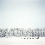 Dog sledding in thick snowy forest
